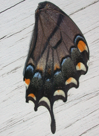 Eastern Tiger Swallowtail